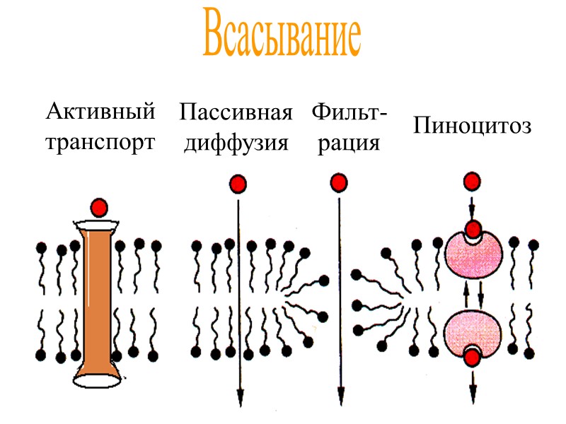 Всасывание